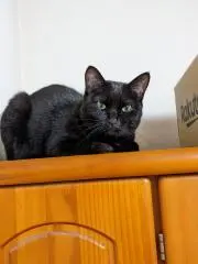 Image of ヒロロン