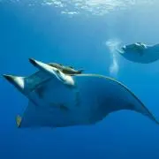 manta01