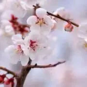 きのきのの