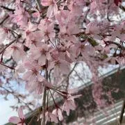 なっちゃんの画像