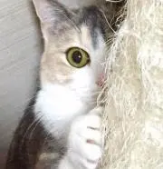 ニンジャ