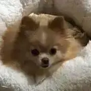 ☆ミルモ　プロフ見て下さい。の画像