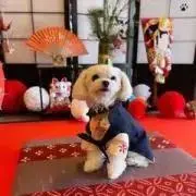 armyの画像