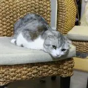 qooの画像