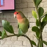 しんごの画像