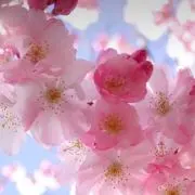 桜雨の画像