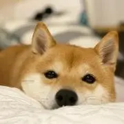 わんころ