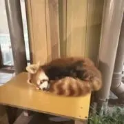 ♣️の画像