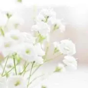 laの画像