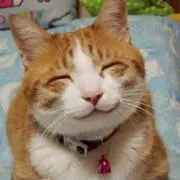 ねっこの画像