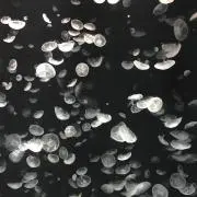 ちさの画像