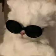 マメの画像