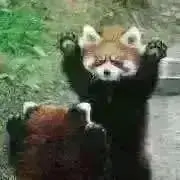 レッサーパンダの画像