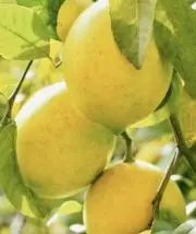 Lemon***