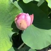 カシニTの画像