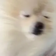 ぴぐの画像