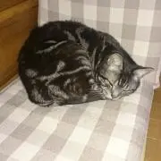 ミッキー