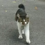 みーごろー