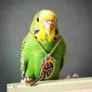 mac