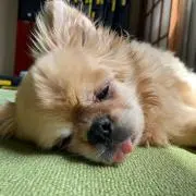 ぬう