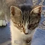 和ニャンの画像