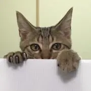 らき