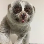 ふく