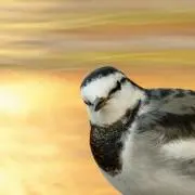 MA