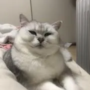 Pipiの画像