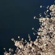 もりの画像