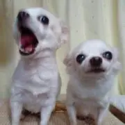 こたつでみかんの画像