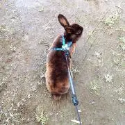ディージュ