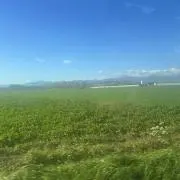 ニシシマ