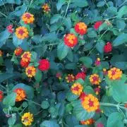 cororonの画像