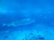 みっひーの画像