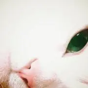 drrrrr!の画像