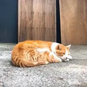 ちよこれいとの画像