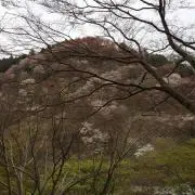 ひなた