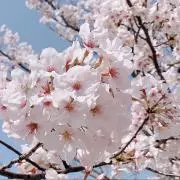 chika即購入OKの画像