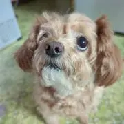 ななの画像