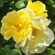 Roseの画像