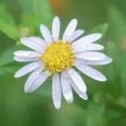 のはなの画像