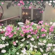 粉ちゃんの画像