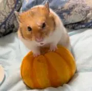 やつはしの画像