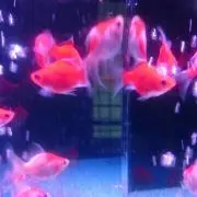 saoriの画像