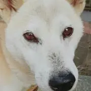 ちゃまる