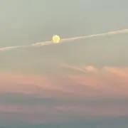 はなの画像