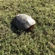 スコッティキャメロンフェスティバル カーブランケット - メルカリ