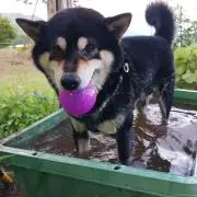 YAMAKAWAの画像