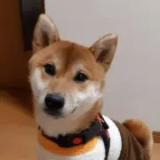SHIBAの画像